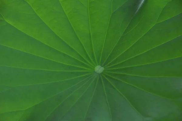 Textura Zelených Lotosových Listů Pozadí — Stock fotografie