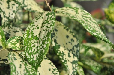 Altın tozlu drakena yaprakları. Altın tozlu drakena, benekli drakena, Florida Güzeli, Dracaena surculosa Lindl. Genellikle evlerde, bahçelerde ve ofis binalarında süs bitkisi olarak yetiştirilir. Parlak desenli yapraklar, Kongo 'nun yerlisi.