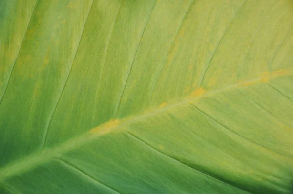 배경의 잎이건 노란색으로 변한다 — 스톡 사진