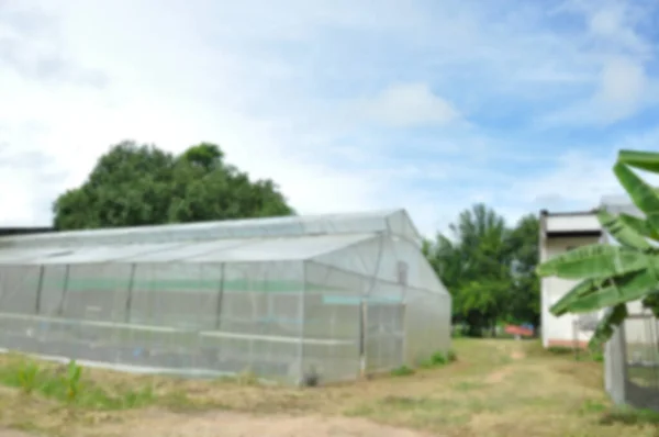 Unscharfer Hintergrund Gewächshaus Gärtnerei Anbaugebiet — Stockfoto