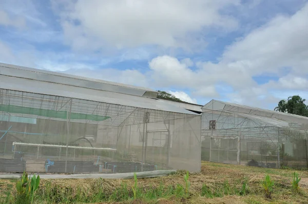 Greenhouse Nursery Cultivation Area — Stock Photo, Image