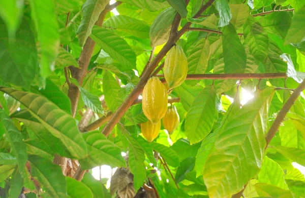 Vainas Cacao Verde Amarillo Colgando Árbol Enfoque Selectivo — Foto de Stock