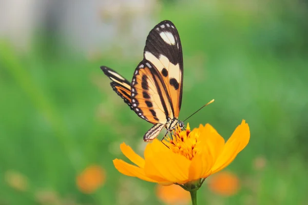 Butterfly — Stock Photo, Image