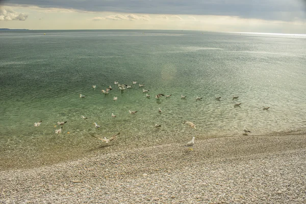 Adriatic Seia and birds — Stock Photo, Image