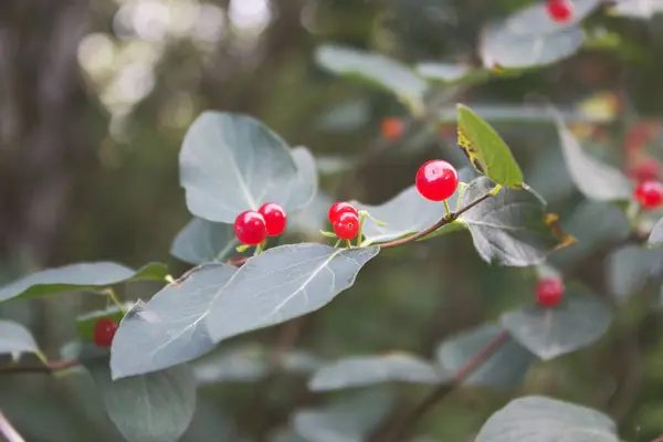 Berries Bush — Stock Photo, Image