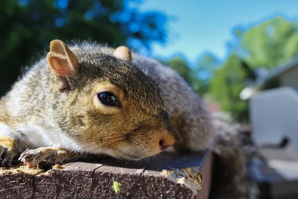 Squirrel Laying Deck — Stock Photo, Image