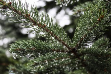 rain on a pine