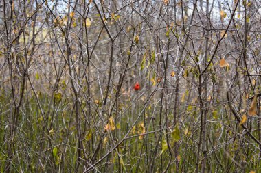 cardinal in the trees