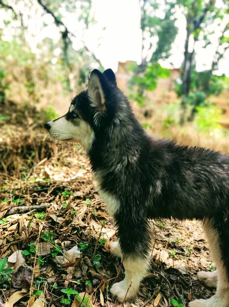 Béatifique Husky Grand Animal — Photo