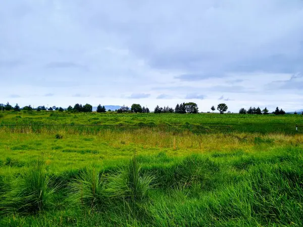 Güzel yeşil manzara ve ağaçlar