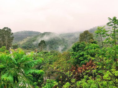 Ormanda inanılmaz bulutlu bir gün.