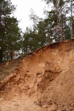 Bahar çam ormanındaki kum ocağı. Kumlu kayadan sarkan güçlü çam ağaçları. Mineral kaynakları