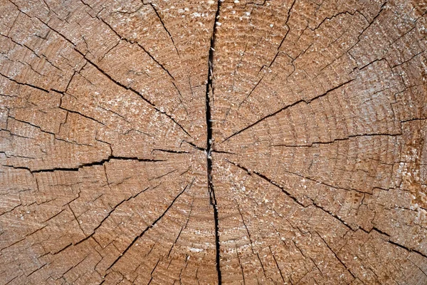 砍倒的树的树干的横截面 木制质感 木制背景 — 图库照片