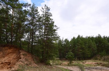 Bahar çam ormanındaki kum ocağı. Kumlu kayadan sarkan güçlü çam ağaçları. Mineraller ve güzel manzaralar.