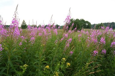 İvan çayının güzel pembe çiçekleri ya da çiçek açan Sally. Şifalı bitkiler çayırlarda yetişir..