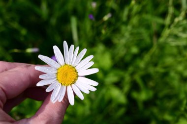 Çiçek açan papatya çiçekleri yapraklarının üzerindeki çiğ damlalarıyla yeşil çimlerin arka planındaki kadının ellerinde. Daisy, güneşe yakın papatya çayı. Boşluğu kopyala. 