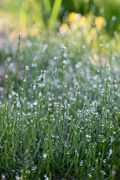 Beautiful drops of fresh morning dew on green grass in sunlight . Selective focus. Blurry spring background with copy space