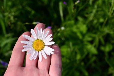 Çiçek açan papatya çiçekleri yapraklarının üzerindeki çiğ damlalarıyla yeşil çimlerin arka planındaki kadının ellerinde. Daisy, güneşe yakın papatya çayı. Uzayı kopyala Seçici odak