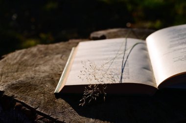 Açık bir kitap, gün ışığı ışınlarında tahta kütükler ve çimen yaprakları üzerinde yatar. Romantizm kavramı. Yakın plan. Seçici odak