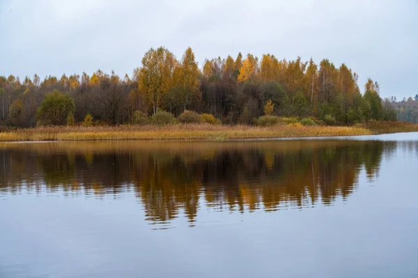 Ländliche Herbstlandschaft Bäume Mit Gelben Blättern Schöner Wald Der Sich — Stockfoto