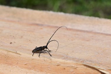 Barbel Beetle bir ağaç yiyicidir. Siyah ladin bıyığı. Böceklerden korunmak için ahşap işleme. Boşluğu kopyala