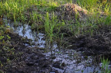 Şiddetli yağmurdan sonra tarlaları sel bastı. Sudaki bitkiler, su birikintileri