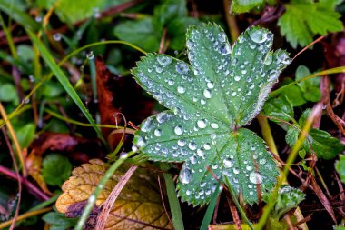Yeşil bir yaprağın üzerindeki küçük yağmur damlaları, sonbaharın başında bitkilerin üzerindeki çiğ taneleri. Yakın plan.
