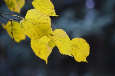 Sonbahar sarısı yapraklı ağaç dalı koyu arkaplanda. Güzel doğal arka plan. Seçici odaklanma. Bokeh