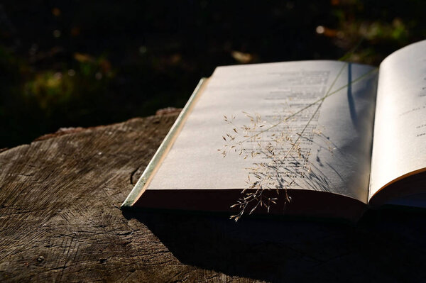 An open book lies on wooden stump in rays of sunlight and bouquet of tender field blades of grass. Concept of romance. Close-up. Selective focus