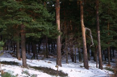 Bulutlar, manzara, dağlar, doğa, ağaçlar, manzara, İspanya, kış