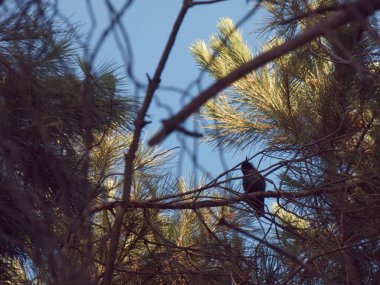 kuş hayvan hayvan dalıdır.