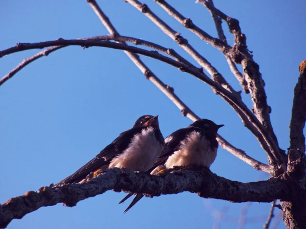 Bird Animal Nature Branch — Foto de Stock