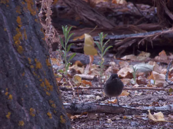 Bird Animal Fauna Nature — Foto de Stock