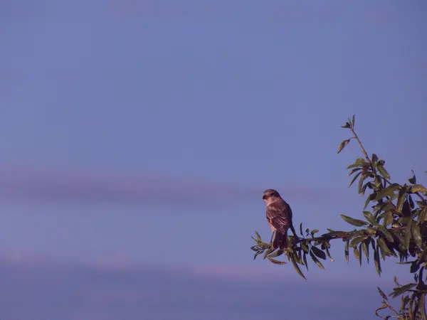 Ptak Erze Natura Fauna — стоковое фото
