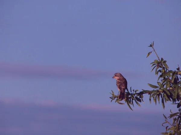 Ptak Zwierze Natura Fauna — Foto de Stock