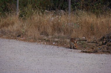 lis zwierze dzika przyroda