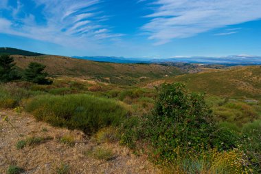At hayvanı otlağı yaz manzarası