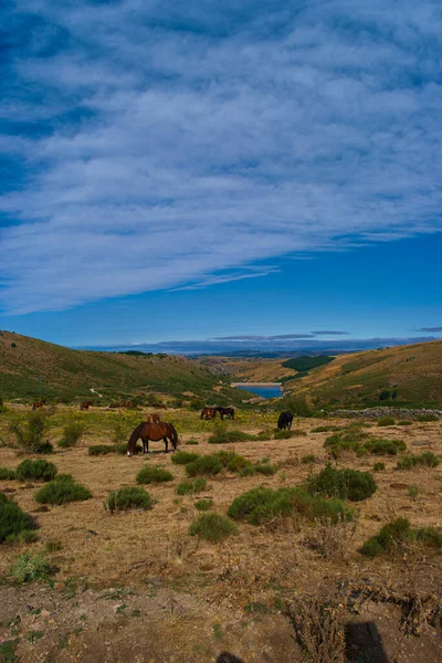 Pferd Tier Wiese Gras Sommer Blick — Stockfoto