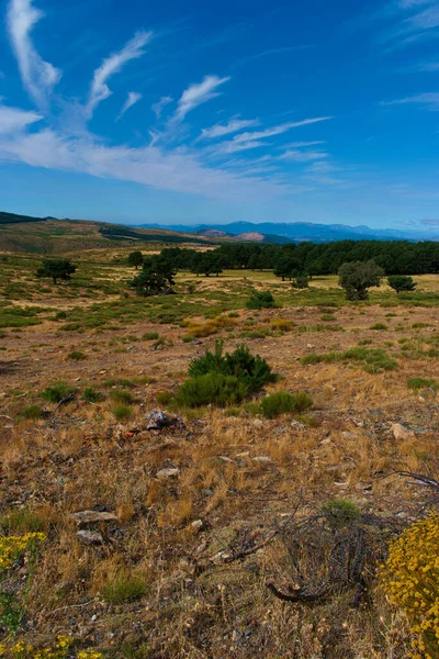 Pferd Tier Wiese Gras Sommer Blick — Stockfoto