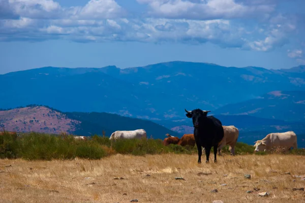 Cows Animals View Mountains Outdoor — Stock Photo, Image