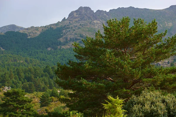 Manzara Ağaçları Doğa Dağları — Stok fotoğraf
