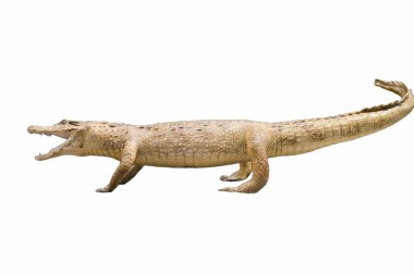 Büyük bir timsah dört ayak üstünde ağzı açık, keskin dişlerini gösteriyor.