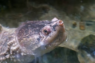 Ayırt edici bir burnu olan bir kaplumbağa berrak sulardan çıkar, dokulu kabuğunu ve sakin tavrını sergiler. Parlak güneş ışığı su yüzeyinden yansıyarak onun özelliklerini vurgular..