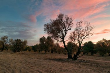 Sakin bir manzara, canlı bir günbatımına karşı ağaçların siluetini sergiliyor. Akşam yaklaşırken gökyüzü pembe ve mavi renkler sergiliyor. Huzurlu bir atmosfer yaratıyor..
