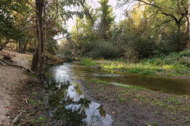 Sakin bir nehir, ağaçlar ve bitkilerle kaplı canlı bir arazide yavaşça akar. Güneş ışığı dalların arasından süzülerek rahatlamak için ideal huzurlu bir atmosfer yaratır..