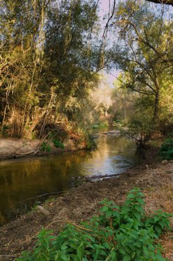 Gün batımında canlı yeşil ağaçlarla çevrili sakin bir nehir kıyısı. Sıcak ışık suda dans eder, barışçıl bir atmosfer yaratır. Doğa bu huzurlu ortamda gelişiyor..