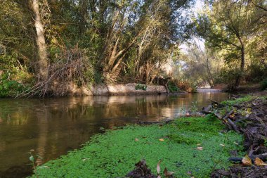 Sakin bir nehir, ağaçlar ve yeşilliklerle çevrili verimli bir arazide yavaşça akar. Güneş ışığı yaprakların arasından süzülerek sakin bir atmosfer yaratır..
