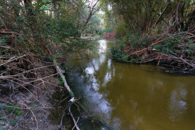 Sakin bir çevrede sakin bir nehir yoğun yeşillikler arasında yavaşça akar. Güneş ışığı ağaçların arasından süzülerek suyun yanında huzurlu bir atmosfer yaratır..