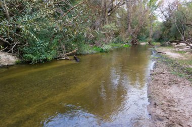 Her iki kıyıdaki ağaçlarla dolu gür bir ormanın içinden sakin bir nehir esiyor. Sakin sular yeşilliği yansıtır ve barışçıl bir doğal ortam yaratır..