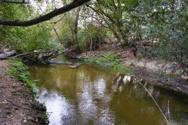 Sakin bir nehir canlı yeşil bir orman ortamından akar. Güneş ışığı ağaçların arasından süzülüp barışçıl bir atmosfer yaratır. Düşen dallar nehir kıyısında, doğal güzelliği arttırıyor..